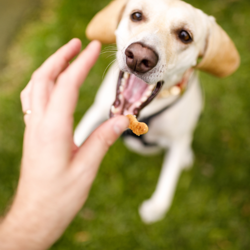 Weight wellness for dogs 