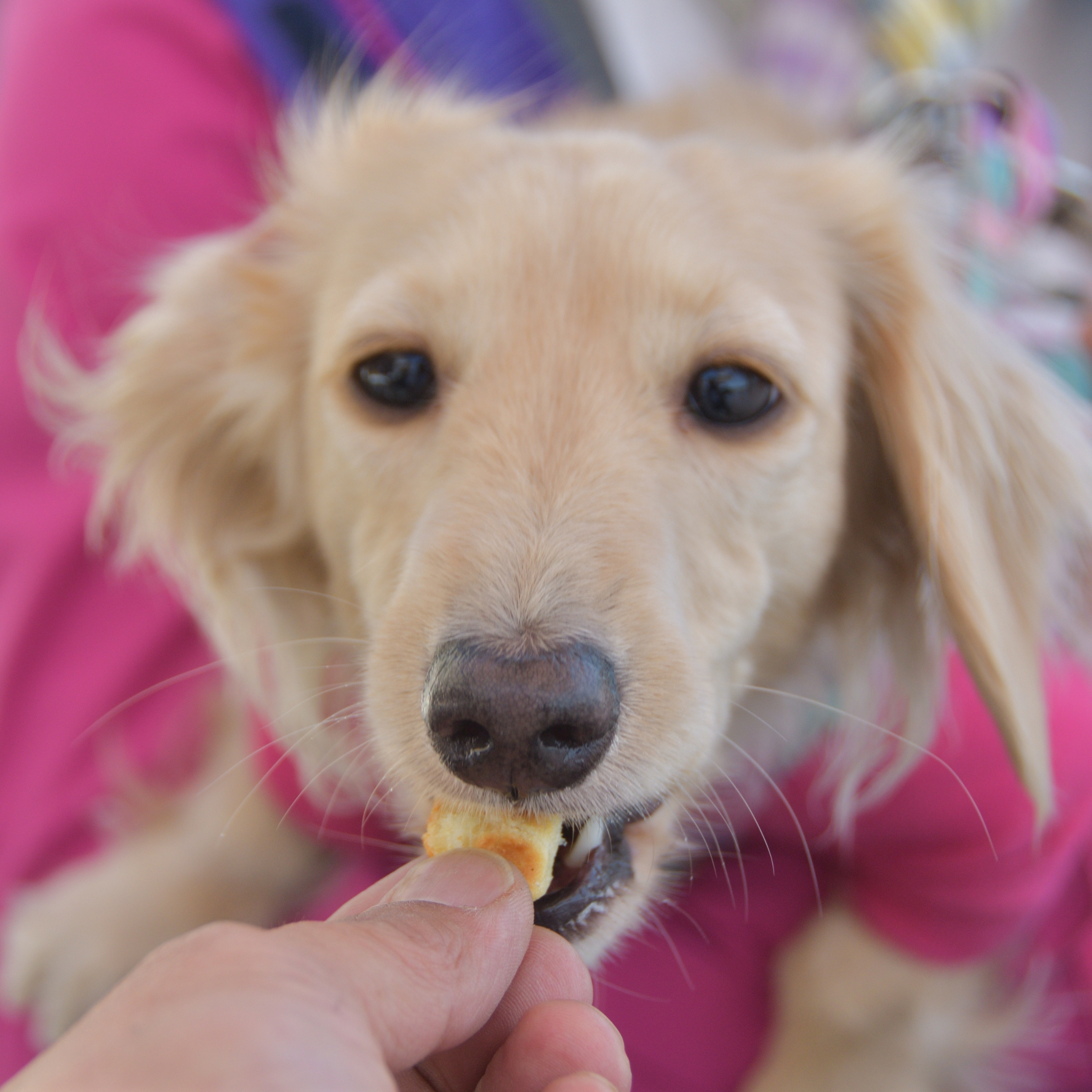 Non toxic chips/snacks for dogs