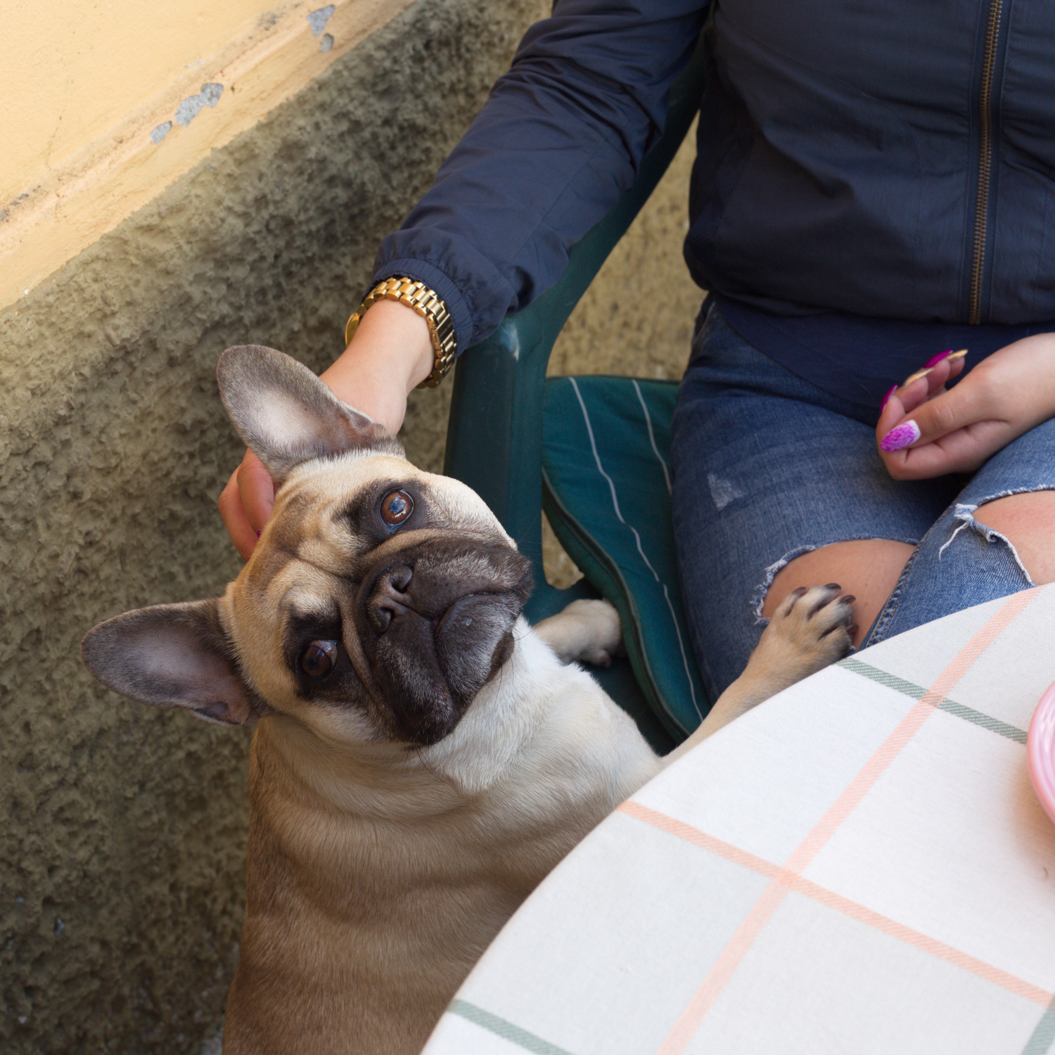 What can a dog eat to help with allergies?