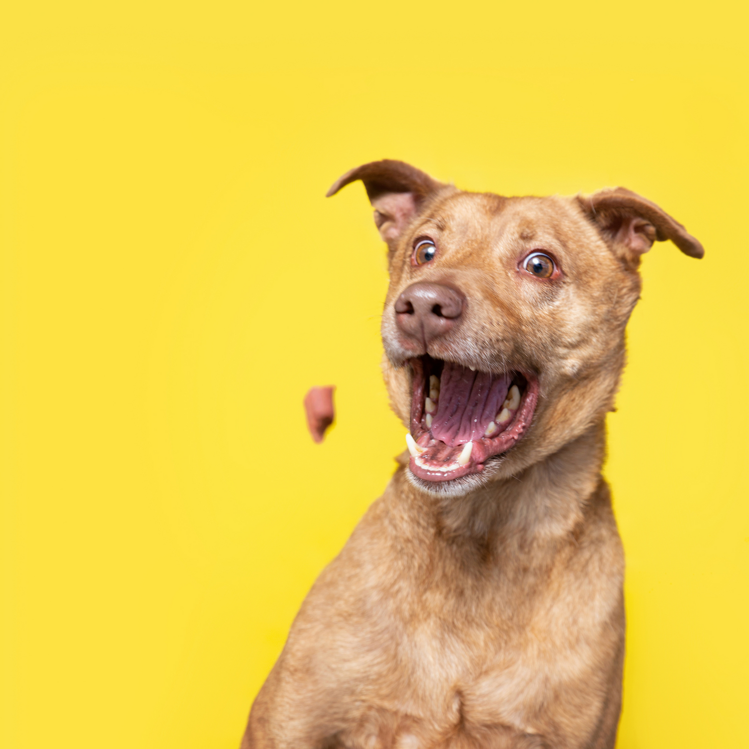 Dog treats for training